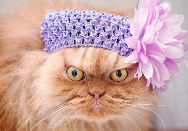 �����䲨˹è�ڳ����ߺ� �����ŭ����"����è"��