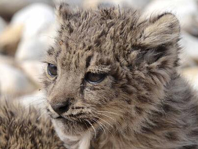 ���ذ����������Ұ��ѩ�����С�