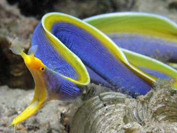 �̵�ʮ������캣�����