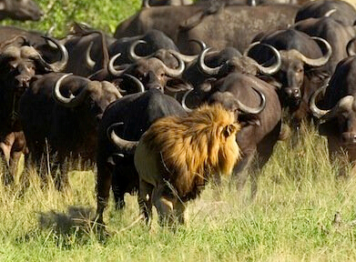 �¶���ʨ����Ⱥˮţ��̤������