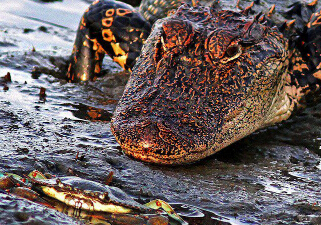 �����з��ס�����ͷ�����������