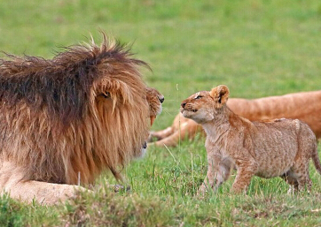 Сʨ��������צ��ְ�ʾ�� ����ʨŭ��