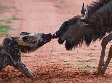 �Ϸ�Ұ��ҧס�������ӽ������߳Ե���