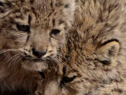 ���ذ����������Ұ��ѩ������(��ͼ)��