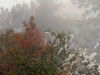 ��ɽ����Ҷ��ѩӭ������