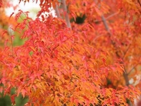 �½����ͺӷ�Ҷ���ƻ�