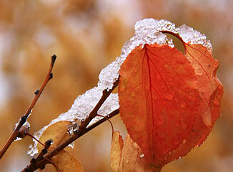 ������Ҵ����ʱ����ѩ�� ƬƬ��Ҷ�������