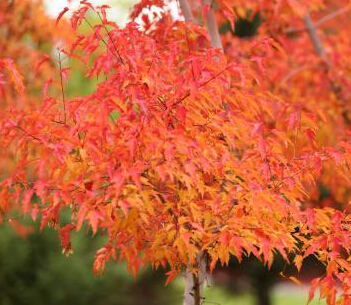 �½����ͺӷ�Ҷ���ƻ�