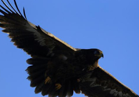 ���ɹŴ���ɽ�ﾰ ���ݰ��衱