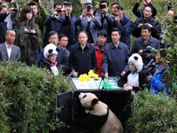 �˹���������è��ѩѩ���Ź���Ȼ��