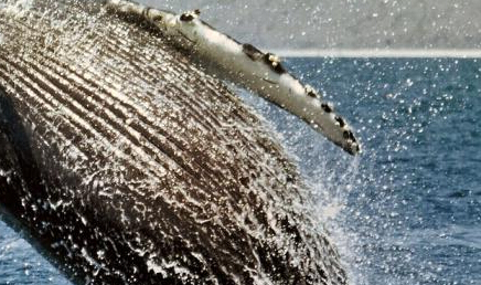 ��Ӱʦץ����ͷ��Ծ��ˮ����С����ִ��к�˲�䡱