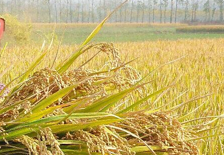 ���ն����������������ա�