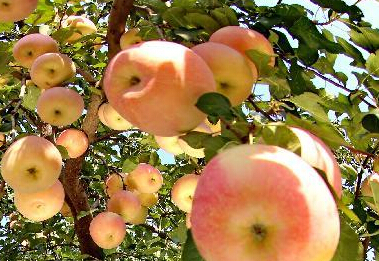 ����Ʈ��ɽ��