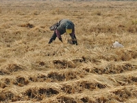 ʰ���� ��μ���Լ��