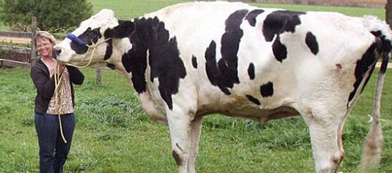 ���ũ�������������ţ ���߽����ס�