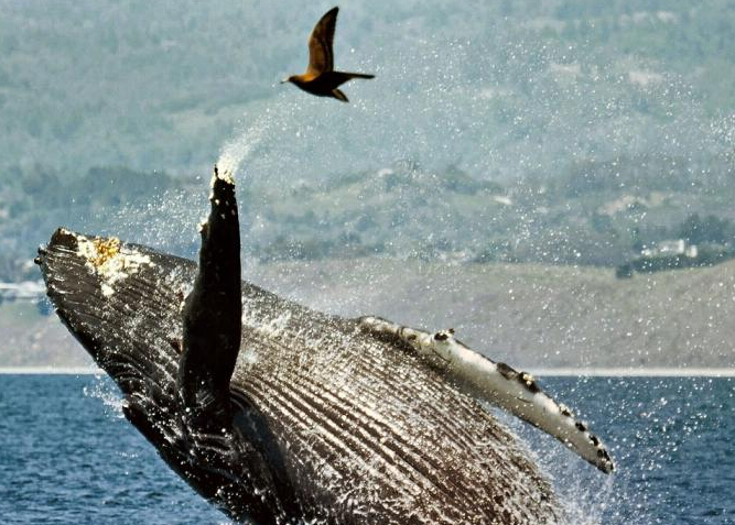 ��Ӱʦץ����ͷ��Ծ��ˮ����С����ִ��к�˲�䡱