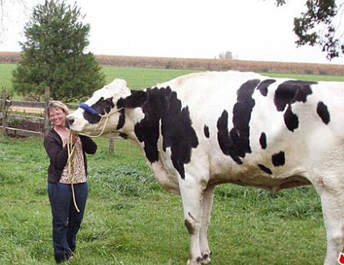 ���ũ�������������ţ ���߽����ס�