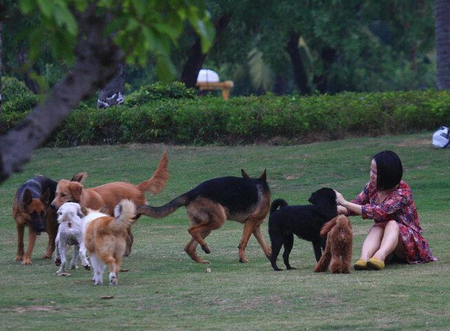 ����һ��԰���ﹷ�� ����ǣ���������顱