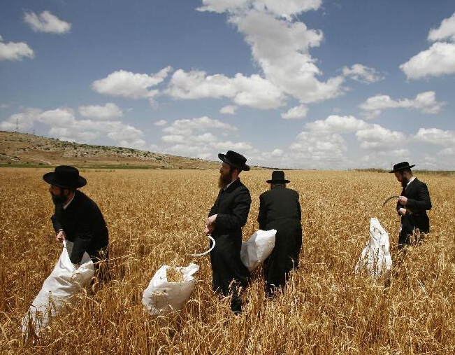 ������ʳ�գ���������в��