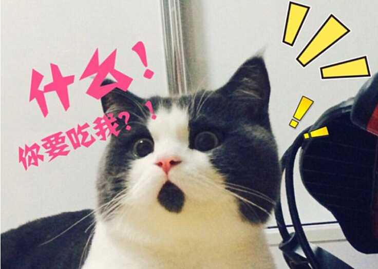 ����è���ϱ��� Բ�۾�С����Ӯ�ô�����˿��