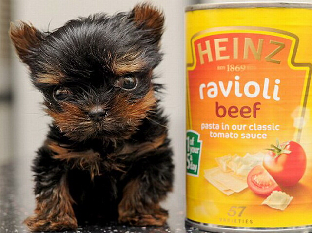 世界上最小狗身高仅5厘米 可放进茶杯(组图)”