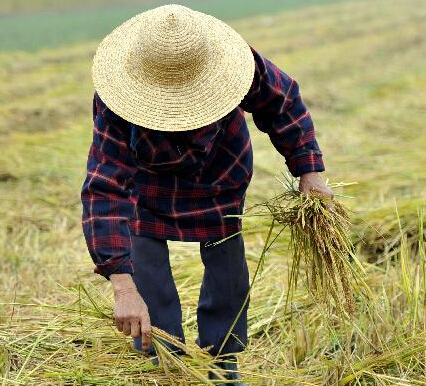 山东郯城七旬老人坚持30年捡拾粮食”