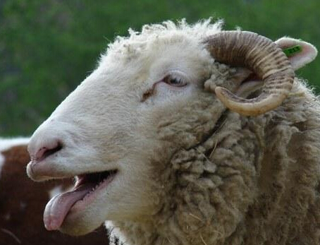 Ӣ��һũ��������ʳ���� ��ɵЦ����ֹ��