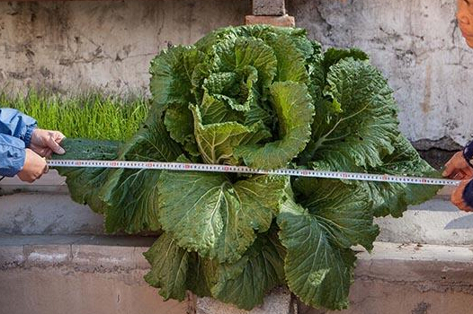 ����һС��ˮ����ﳤ�������ް԰ײˡ� ֱ��һ�ס�