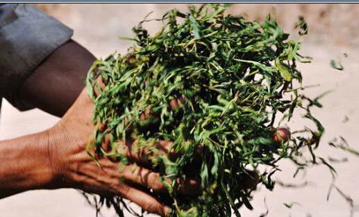 古树普洱,茶中贵族:从古普洱府到皇家古茶园”