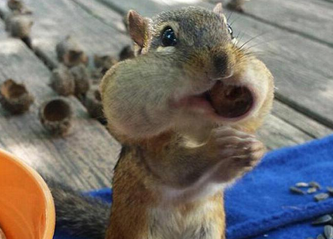 美国摄影师抓拍金花鼠萌照”