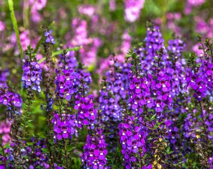 ���������Ԫ�廨�������ˡ�