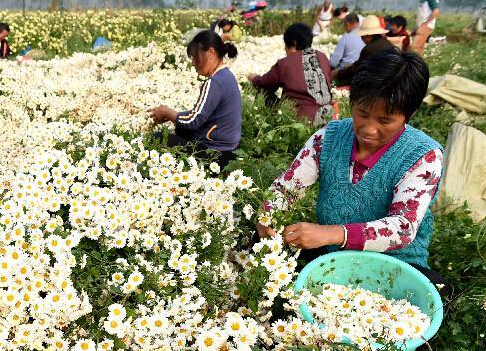 药都亳州采菊忙”