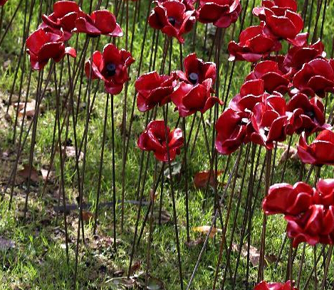 罂粟花海纪念一战百年”