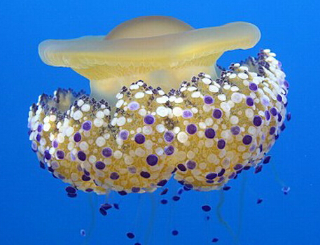 Ӣ����Ӱʦץ�ĺ���ˮĸ�Ƽ嵰��