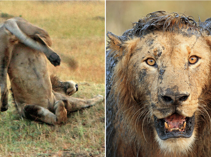 ��ʧ�㡱��ʨ ˤ�ӿ����Ǳ�������