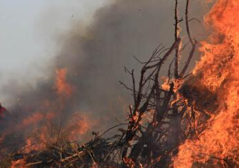 ��������ɭ����չ�����������ʵս������