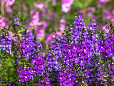 ���������Ԫ�廨�������ˡ�