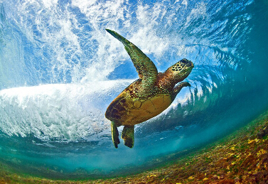 ����Ӱʦˮ��ð��������������ˡ�