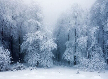 �����ѩ �����������������ġ�