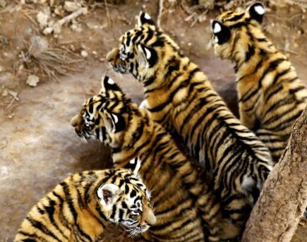 ��ظ�ԭ�����ɹ���Ȼ��ֳ�������İ�̥����׳�ɳ�����