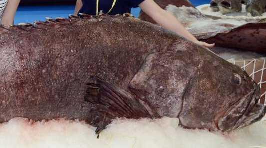 罕见巨型石斑鱼现福州国际渔博会”