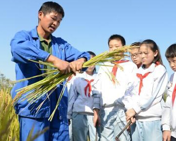 苏州小学生走进农场体验割稻 感受“粒粒皆辛苦””