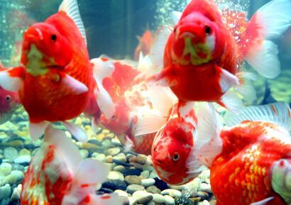 �����׽�����Ļ��ڡ�������ѡ���