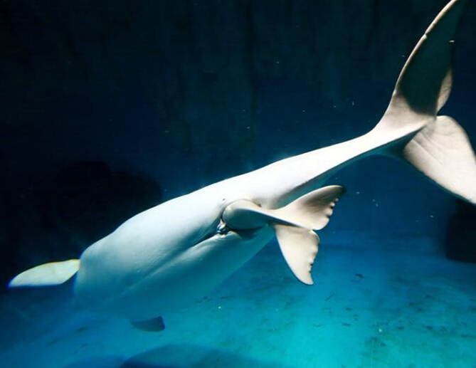 ʵ�İ׾�������ӹ��̡�