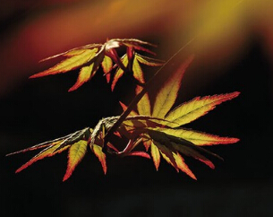 �＾��Ӱ�������ַ�Ҷ���硱