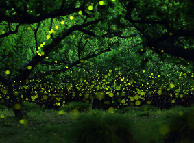 Yume Cyan��ɭ��ө���֮ҹ��