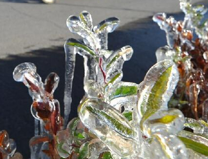 �½����������ձ�����֦ͷ��