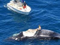 �������������Ͼ���ʬ��������ȺΧ��(��ͼ)��