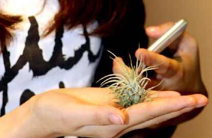 “空气凤梨之旅——奇特植物展汇”在上海举办”