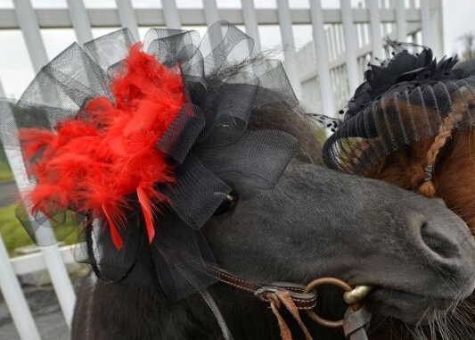 成都马术节赛马集体换发型”